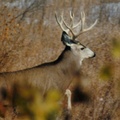 BigBuck